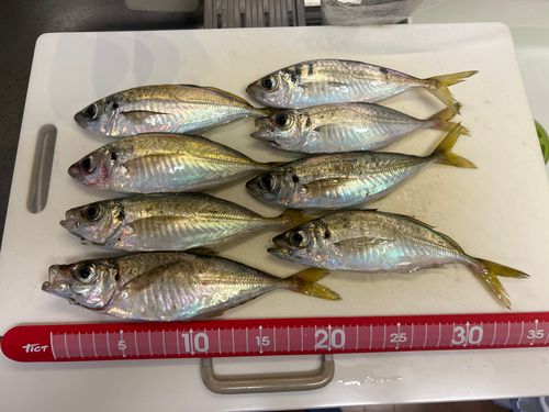 マアジの釣果