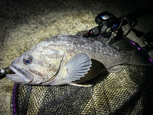 クロソイの釣果