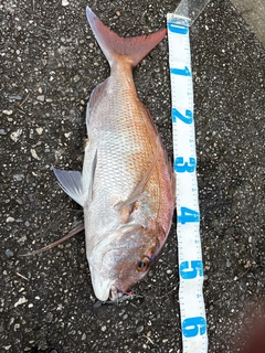 タイの釣果