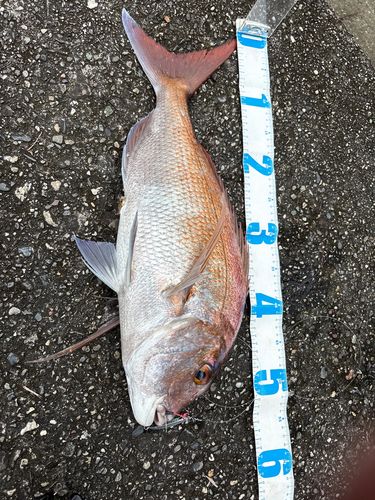 タイの釣果