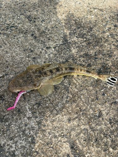 マゴチの釣果