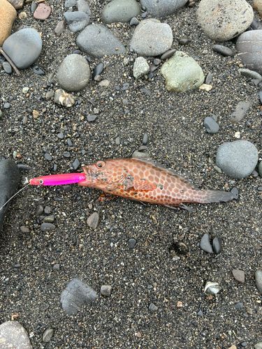 オオモンハタの釣果