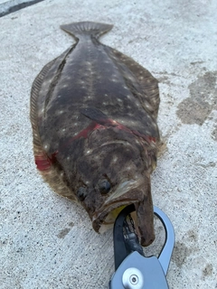 ソゲの釣果