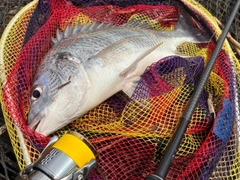 キビレの釣果