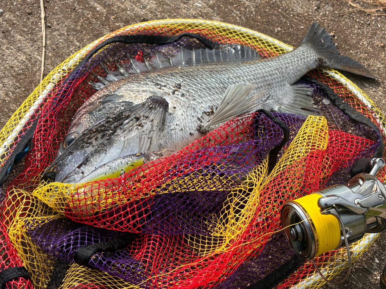 チヌ・キビレの釣果写真