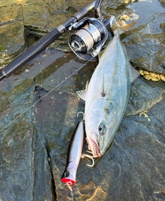 ヤズの釣果
