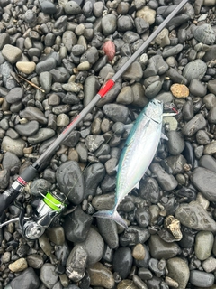 ソウダガツオの釣果