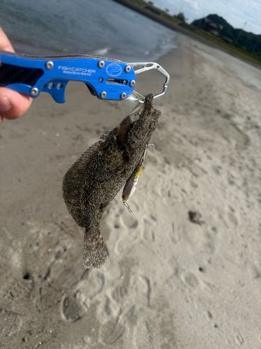 ソゲの釣果