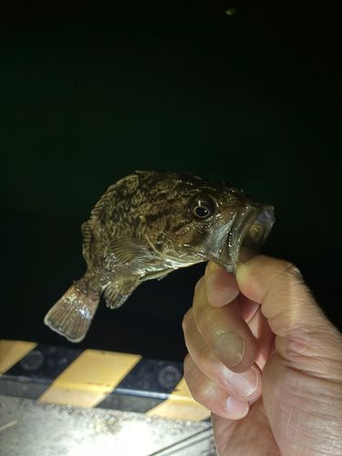 クロソイの釣果