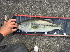 ラージマウスバスの釣果
