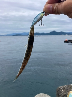 カマスの釣果