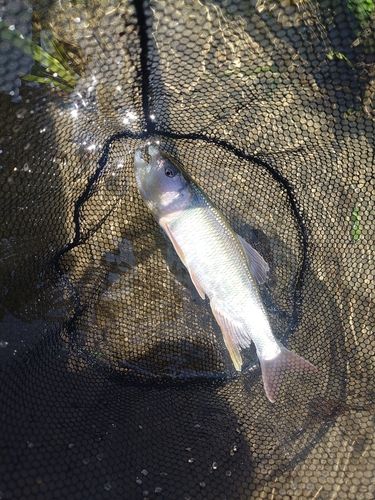 ハスの釣果
