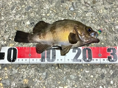 メバルの釣果