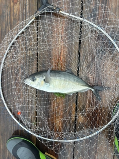 シマアジの釣果