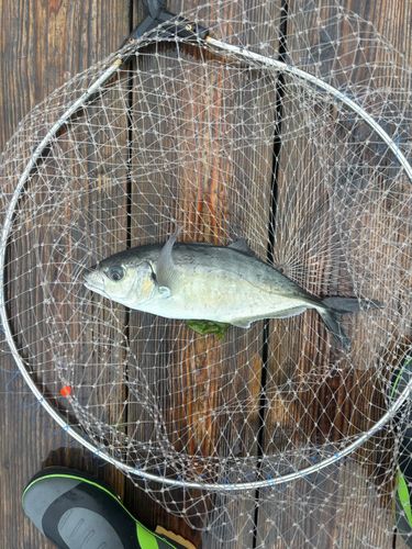 シマアジの釣果