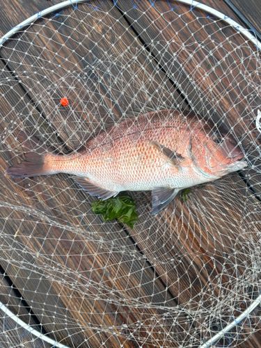 マダイの釣果