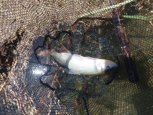 ハスの釣果