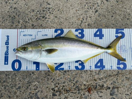 ハマチの釣果