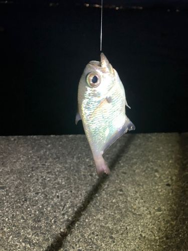 ハタンポの釣果