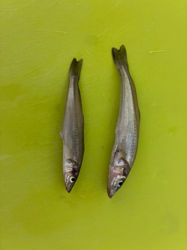 シロギスの釣果