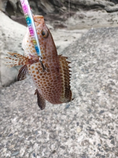 オオモンハタの釣果