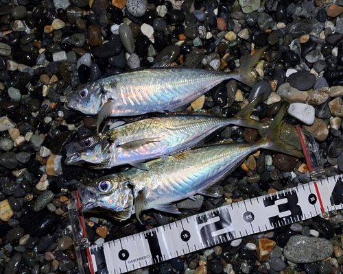 アジの釣果