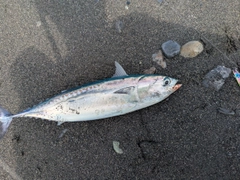 ソウダガツオの釣果