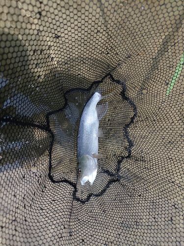 ハスの釣果