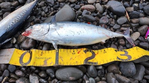 静岡県で釣れたアオリイカの釣り・釣果情報 - アングラーズ | 釣果600
