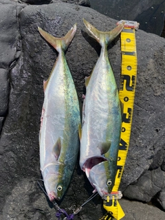 イナダの釣果