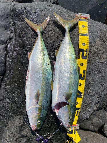 イナダの釣果