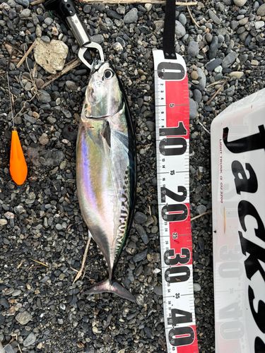 ソウダガツオの釣果