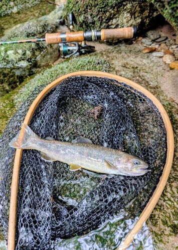 イワナの釣果