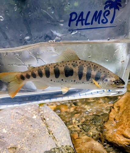 アマゴの釣果