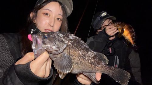 クロソイの釣果
