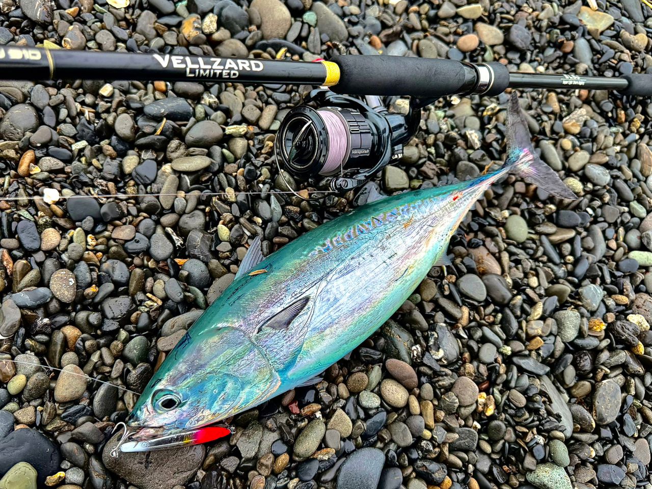 SHIMANO 19ヴァンキッシュ 4000XGの最安値・インプレ・釣果 | 本音の