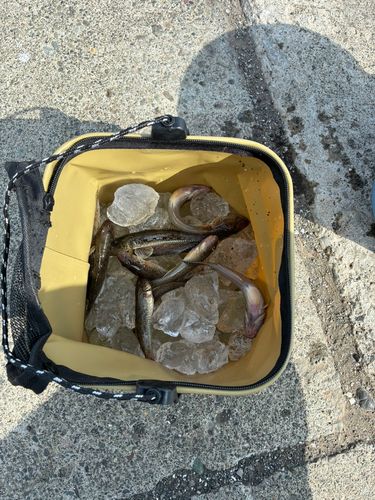 マハゼの釣果