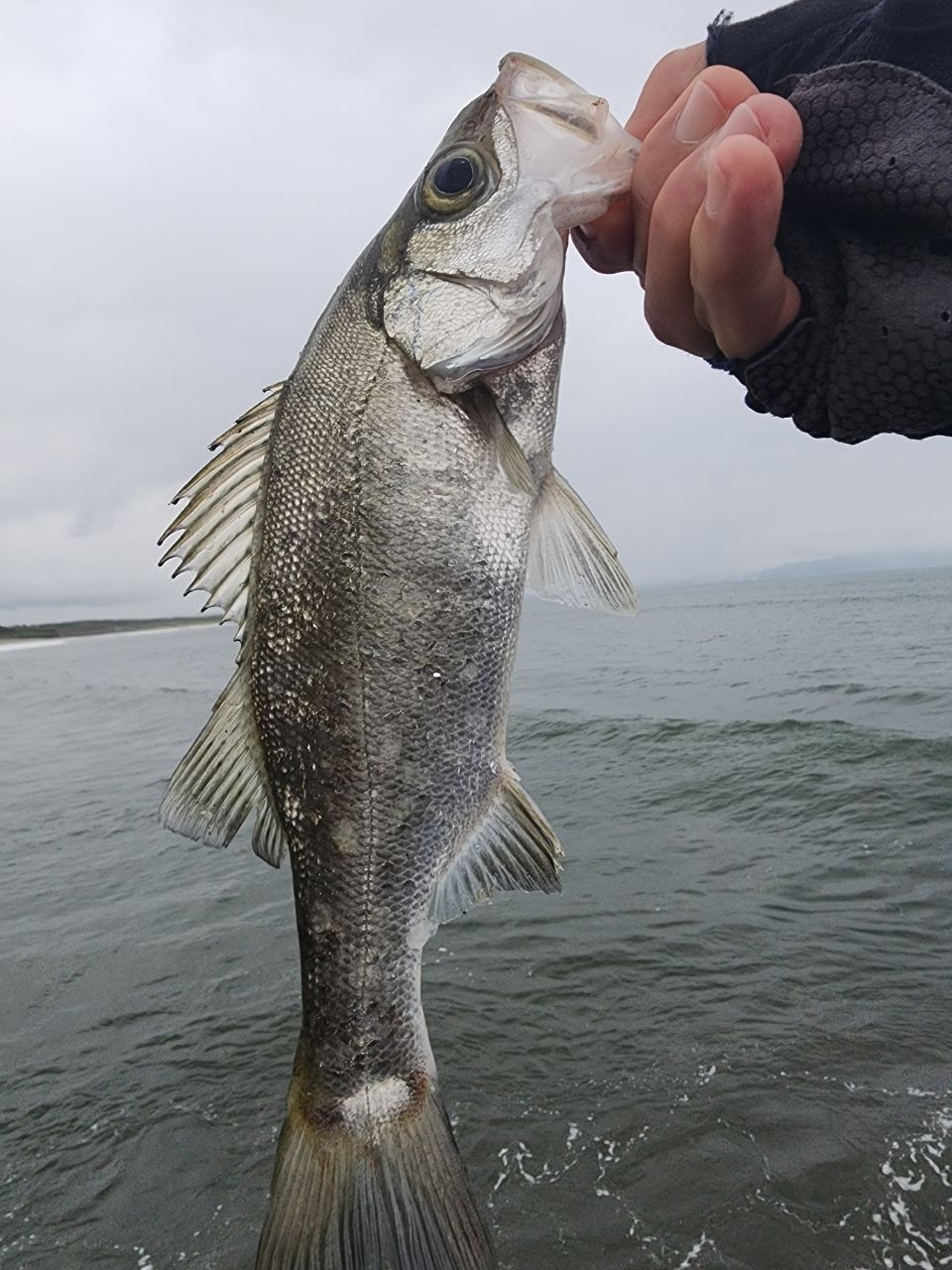 セイゴ（ヒラスズキ）・マルスズキの釣果写真