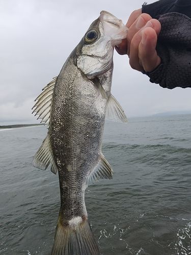 セイゴ（ヒラスズキ）の釣果