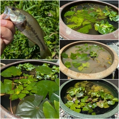 ブラックバスの釣果