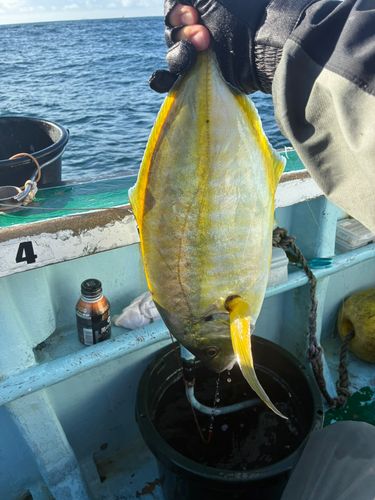 シマアジの釣果