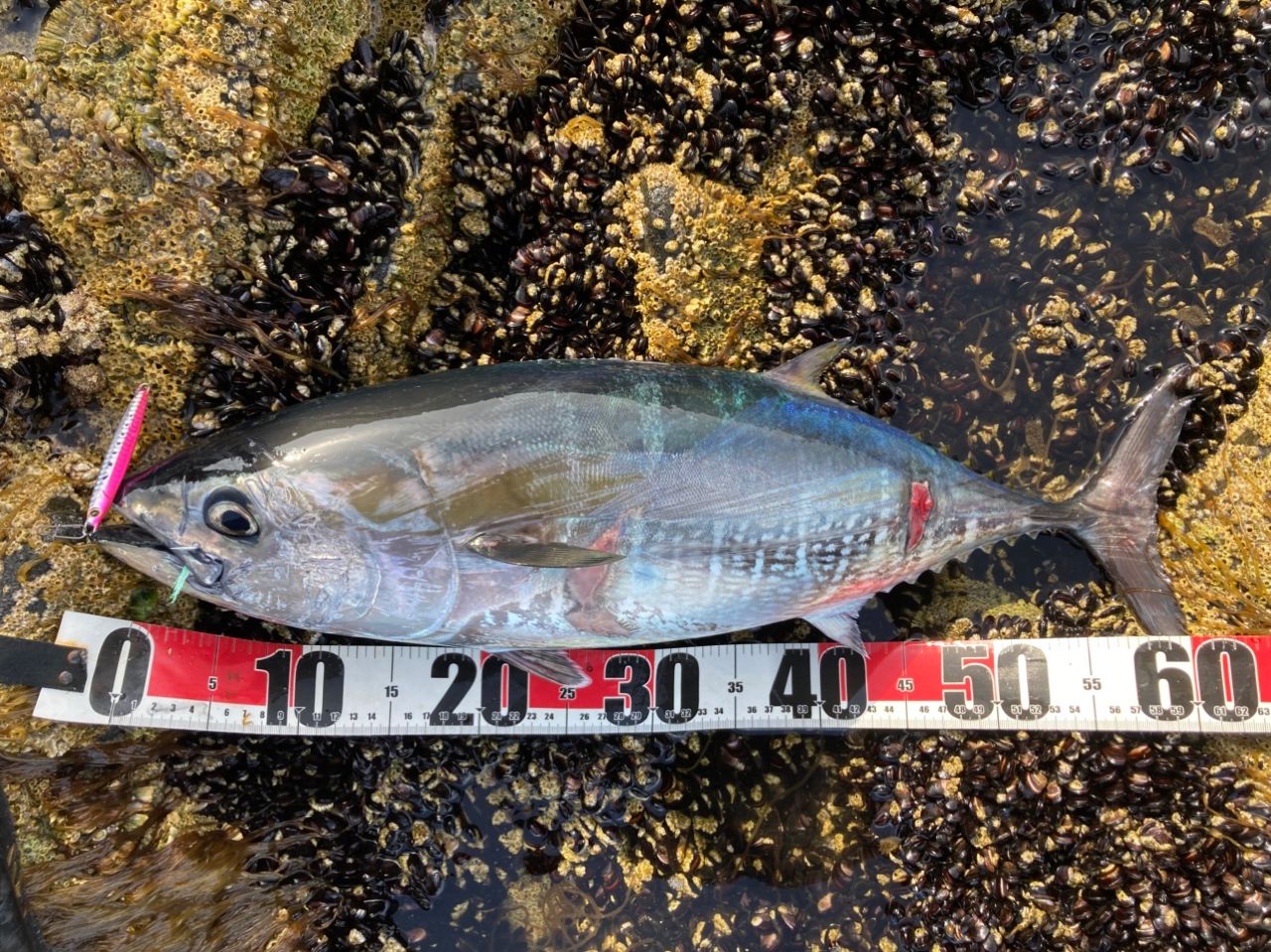 マグロが釣れたルアー マグロの釣果・釣り情報まとめ【2026年最新】 - アングラーズ | 釣果