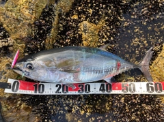 メジマグロの釣果