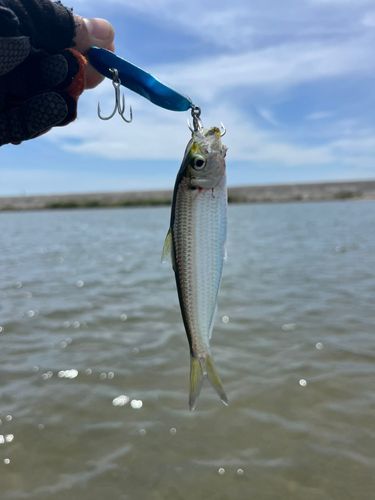 釣果