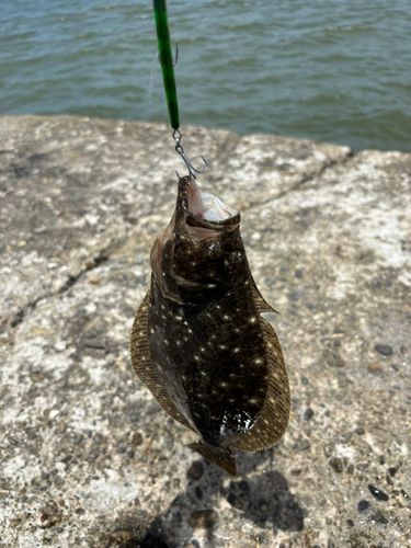 ソゲの釣果