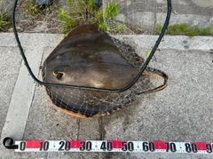 アカエイの釣果