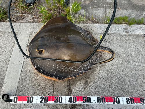 アカエイの釣果