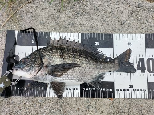 チヌの釣果