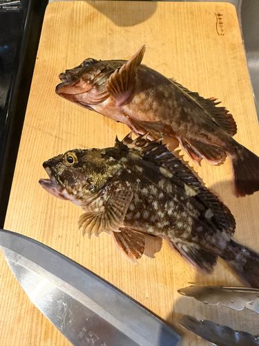 カサゴの釣果