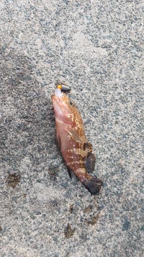 キジハタの釣果